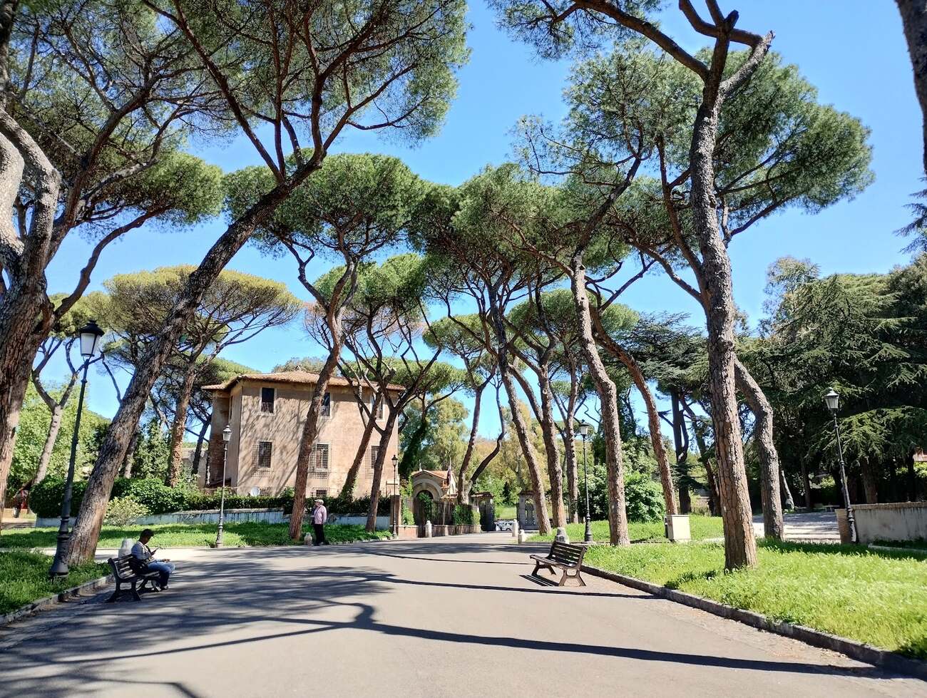 Il viale dei pini nel parco di Colle Oppio, a Roma